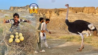 Desert Ma Ostrich Mil Gaya 𓅦 Ostrich Ke Eggs Chori Kar Leay 😍