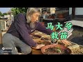 小苗怎样扛住大风？为何最初成长缓慢？马大爷谈房顶种菜栽苗技巧