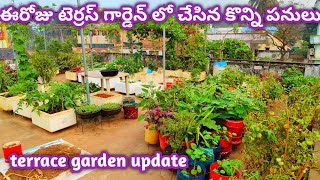 ఈ రోజు గార్డెన్ లో చేసిన కొన్ని పనులు |Terrace Garden Update @homemakerstrategy