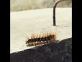 caterpillar itchy