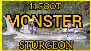 11 Foot Monster White Sturgeon in British Columbia by Yuri Grisendi