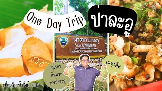 One Day Trip ป่าละอู มารู้จักทุเรียนป่าละอูต้นแรกอยู่ในสวนป้าช้วน ประวัติทุเรียนป่าละอู น้ำตกป่าละอู