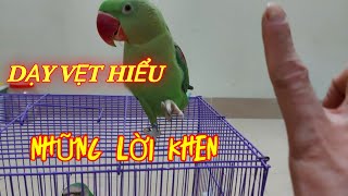 Dạy vẹt hiểu và thích thú với những lời khen. How to parrot understands and like s the praises?