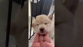 【豆柴犬】めっちゃくちゃ可愛い🥰🥰