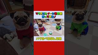 パグ兄弟にマリオとルイージ風の服を作ってみた！🍄🌟｜パグのぺろぽん兄弟pug犬｜