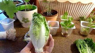 Regrow Vegetables from Kitchen Scraps. Grow Veggies from Leftovers #growyourown #gardeningonabudget