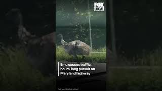 Emu causes traffic, hours-long pursuit on Maryland highway