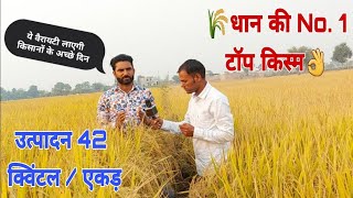 धान (Rice) 🌾 की ये किस्म बदलेगी किसानों की तकदीर ,पूसा बासमती 1401 ,pusa-44 , Basmati 1509👌pusa-1121