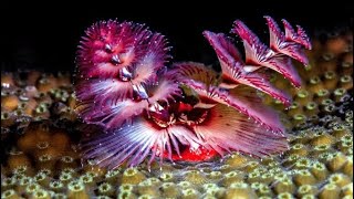 Facts: The Christmas tree worm