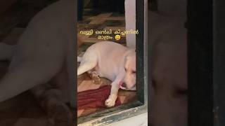 ഞാൻ അറിയാത്ത ഒരു പാത്രം പോലും അനങ്ങില്ല #doglover #lablovers