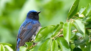 オオルリの美しい囀り04 高音質【野鳥観察 鳥の鳴き声 バードウォッチング】Blue-and-white flycatcher Bird Sound　Bird Song