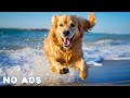 12 Hours Anti Anxiety Music for Dogs 🐶 Stress Relief Music For Dogs ♬ Calming Music For Dogs