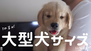 ゴールデンレトリバーの赤ちゃんが大型犬サイズになるまで