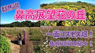 【夫婦旅行】鼻高展望花の丘に行ってきた！丘の上にある一面コスモス畑と色とりどりの花に心が癒される！【群馬】