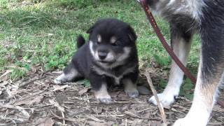 お外に慣れない柴犬の子犬です（♀　2017年5月28日生まれ）