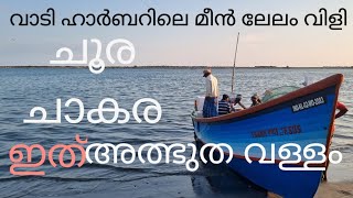 കൊല്ലം വാടിയിൽ ചൂര ചാകര| നിങ്ങൾ മീൻ ലേലം വിളി കണ്ടിട്ടുണ്ടോ?| നിങ്ങൾ ഉറപ്പായും ഈ വീഡിയോ കാണുക|