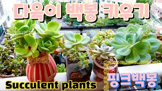 🍎다육이 대왕 백봉 키우기 🍏미니백봉 이벤트 Succulent plant 多肉植物 ☆다육이키우기