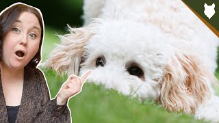 Why you SHOULD NOT get MINIATURE POODLE