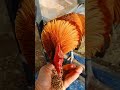 #shorts ayam hutan liar jadi jinak dengan cara ini...#ayamhutan #junglefowl #berandayoutube