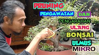 Proses pruning dan pengawatan ulang serta pengarahan buka ruang bonsai ulmus mikro