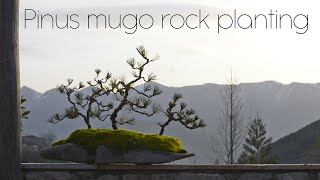 Pinus mugo bonsai rock planting - Arkefthos Bonsai