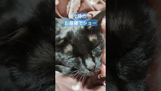 【黒猫】2時のお昼寝でショー#黒猫 #お昼寝 #blackcat #2時のワイドショー