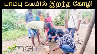 பாம்பு கடியில் இறந்த கோழி / HEN DIED BECAUSE OF SNAKE BITE @mchcreations1597  || Tamil