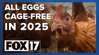 Michigan eggs will only be for sale 'cage-free' in 2025