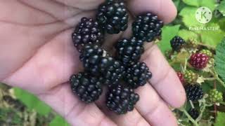 Picking blackberry sa gilid ng road in Canada..andami!