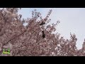 一ノ堰・ハラネ「春めき桜」 2023　神奈川県南足柄市 harumeki cherryblossom in japan