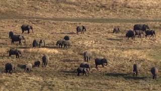The Great Elephant Census | HHMI BioInteractive Video