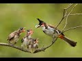 MEET THE INDIAN BULBUL {NIGHT-ANGEL}🐦🐦||BIRD NEST IN MY GARDEN🕊️🕊️|| बुलबुल से मुलाकात कीजिये 🐓 ||🐦🦃