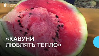 «Клімат інший, ніж в Херсоні»: як на Золотоніщині вирощують кавуни