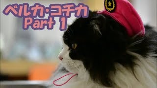 旭川市　動物病院　ほんむら動物病院で飼われている猫が演じる物語　「ベルカコチカ　Part1」