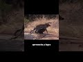 Una Hiena Termina Arruinando la Caza de un Leopardo #shorts #animalessalvajes