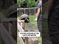 giant tortoise s behavior and intelligence 🐢