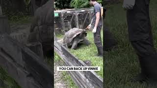 Giant Tortoise's Behavior and Intelligence 🐢