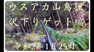 令和2年1月25日　ウスアカ山鳥猟(Copper Pheasant hunting) ヤマドリ猟　鳥猟　フランスブルトン