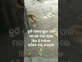 ମାଙ୍କଡ଼ ଛୁଆ you tube viral shortvideo 😭