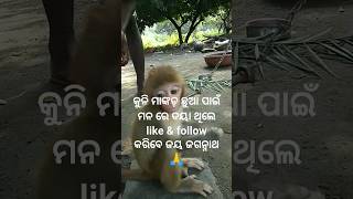 ମାଙ୍କଡ଼ ଛୁଆ you tube#viral #shortvideo 😭