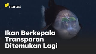 Ikan Berkepala Transparan Ditemukan Lagi | Narasi Newsroom