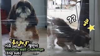 투명벽 강아지반응 강아지앞에 투명한벽이 있다면? invisible wall challenge