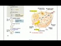 Female Reproductive system