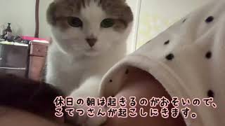 朝起こしにくる理由が可愛い猫のこてつさん。