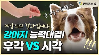 What if a dog's olfactory and visual abilities collide? Real test video! What's your choice?