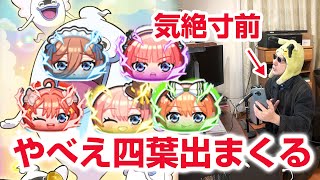 【ぷにぷに攻略】ラストチャンスより今でしょ！ チョコリーナ おはじき 五等分の花嫁コラボ 第二弾