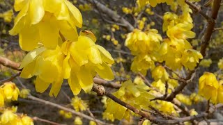 2025/01/31　白紅梅蕾・蝋梅満開！　楠山公園　〜高知県宿毛市〜