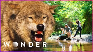 Family Vacation Goes Horribly Wrong After Savage Wolf Attack | Wonder