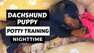 How to Master POTTY TRAINING A DACHSHUND PUPPY AT NIGHT | Easy Dachshund Training Tips - Part 5/7