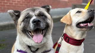 Meet Trixie! Adorable Akita